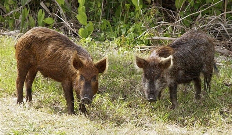 Oklahoma Senate Committee Approves Bill to Ease Feral Hog Hunting Regulations