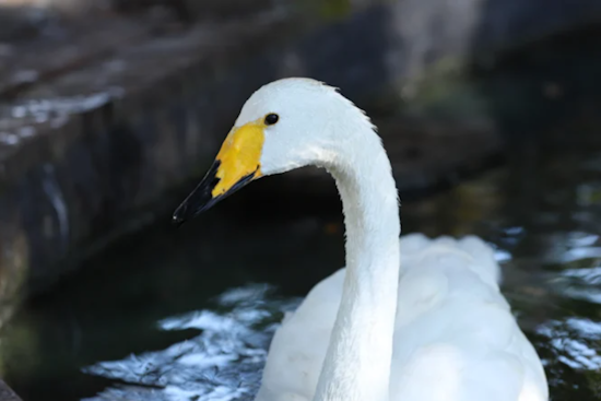 Orlando's Lake Eola Swans Show Signs of Recovery Amid Avian Flu Outbreak