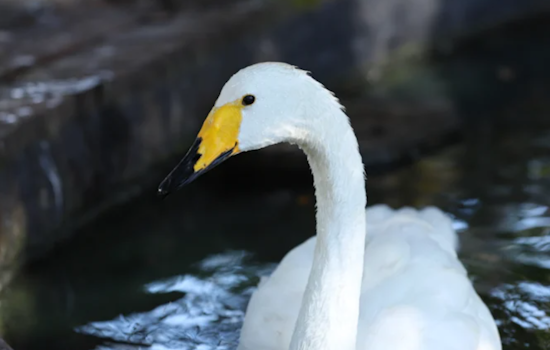 Orlando's Lake Eola Swans Show Signs of Recovery Amid Avian Flu Outbreak