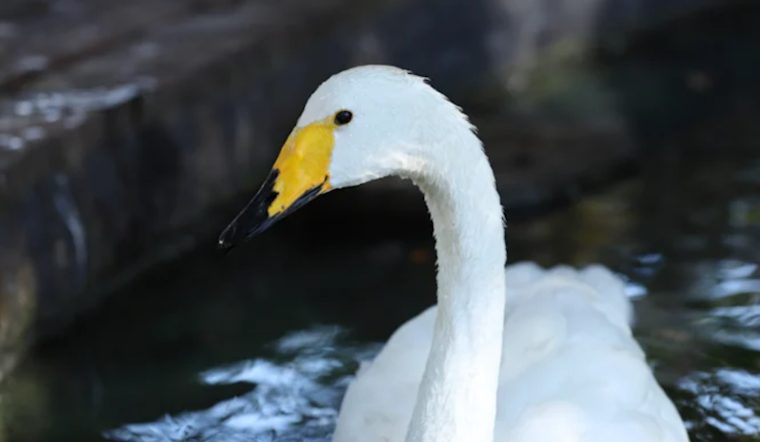 Orlando's Lake Eola Swans Show Signs of Recovery Amid Avian Flu Outbreak