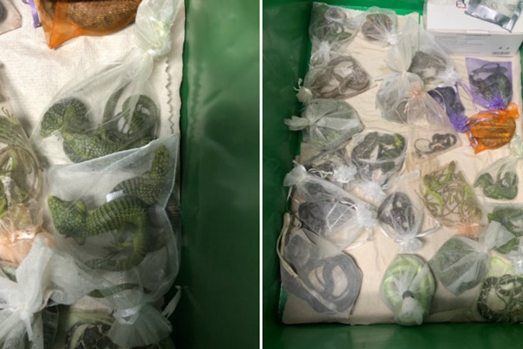 Sentencing Delayed for Oxnard Man in $739k Wildlife Smuggling Case