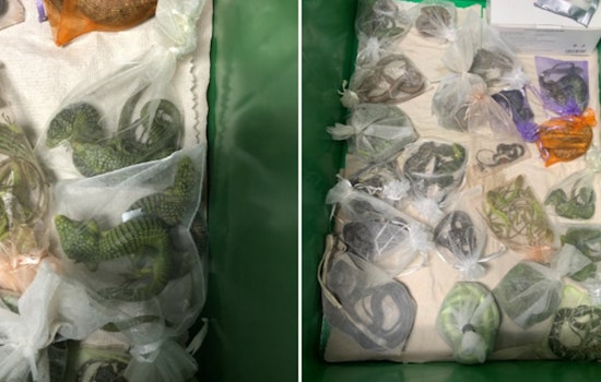 Sentencing Delayed for Oxnard Man in $739k Wildlife Smuggling Case