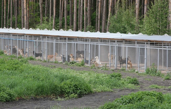Panic at Andover Animal Rescue as Fire Triggers Mass Pet Evacuation