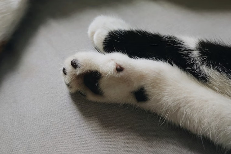 Paws Up: San Antonio Breaks Ground On Long‑Awaited Shelter Hospital