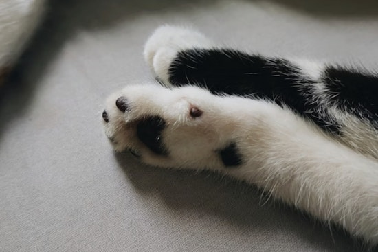 Paws Up: San Antonio Breaks Ground On Long‑Awaited Shelter Hospital