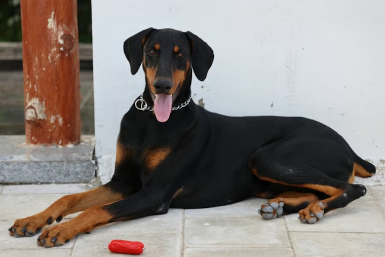 Penny the Doberman Pinscher Crowned Best in Show at Westminster's 150th Event in New York City