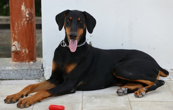 Penny the Doberman Pinscher Crowned Best in Show at Westminster's 150th Event in New York City