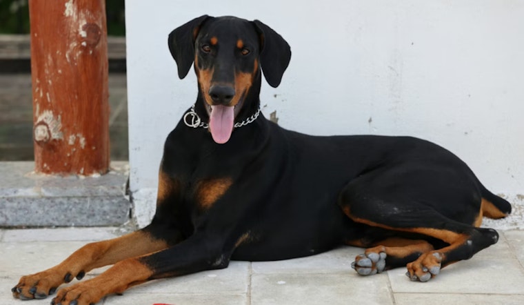Penny the Doberman Pinscher Crowned Best in Show at Westminster's 150th Event in New York City