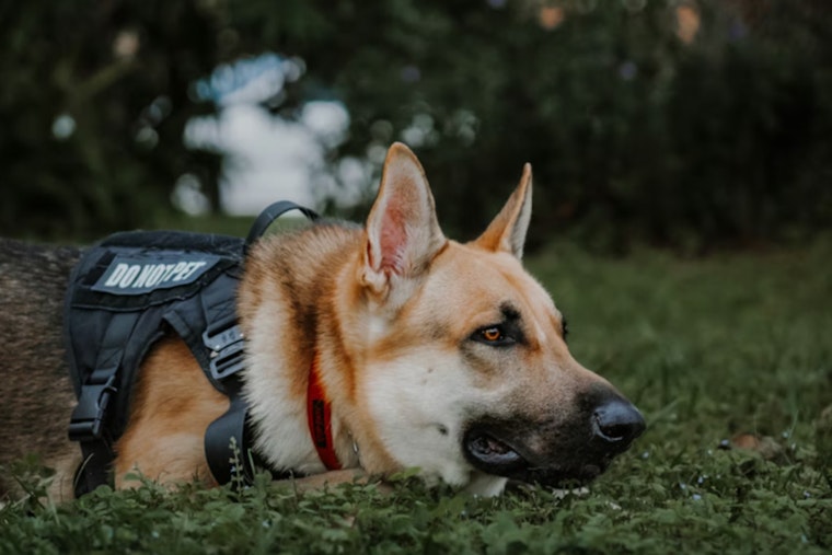 Pentagon Dog Scandal, Watchdog Slams Squalid San Antonio Kennels