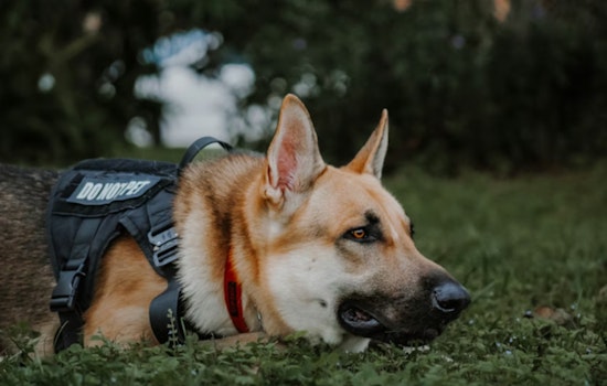 Pentagon Dog Scandal, Watchdog Slams Squalid San Antonio Kennels