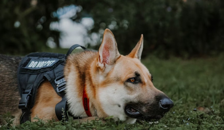 Pentagon Dog Scandal, Watchdog Slams Squalid San Antonio Kennels