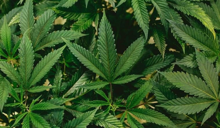 Phoenix Dispensaries Pull Cannabis Over Possible Fungus Contamination