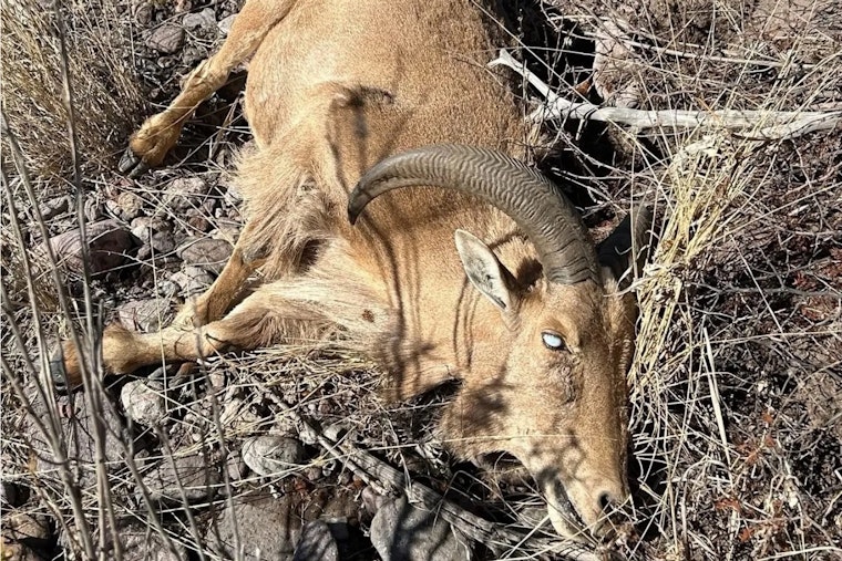Pink Eye Plague Blinds West Texas Aoudad Across Desert Corridor