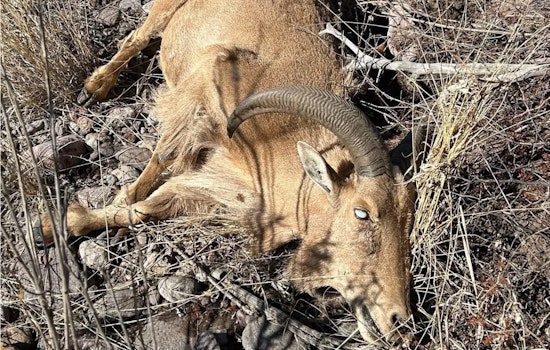 Pink Eye Plague Blinds West Texas Aoudad Across Desert Corridor