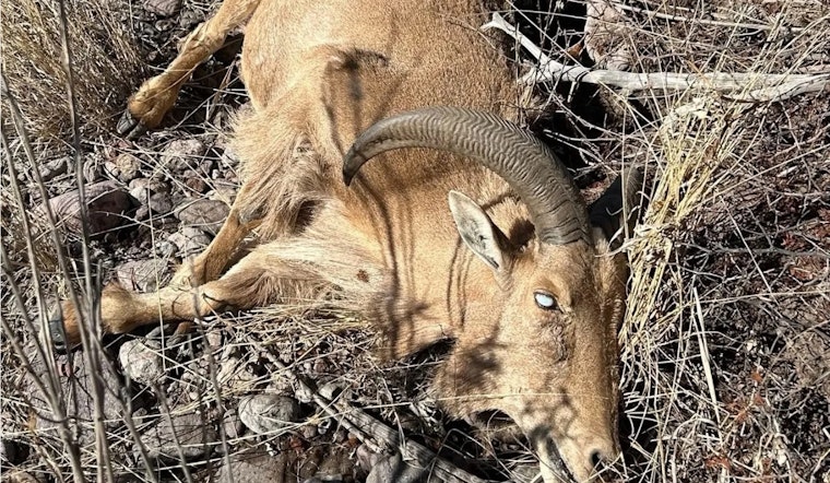 Pink Eye Plague Blinds West Texas Aoudad Across Desert Corridor