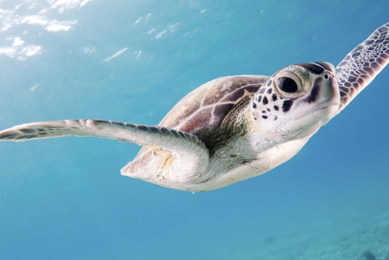 Plastic Peril In Paradise as Tampa Bay Advocates Sound Alarm for Florida Sea Life