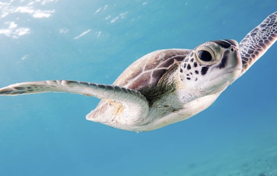 Plastic Peril In Paradise as Tampa Bay Advocates Sound Alarm for Florida Sea Life