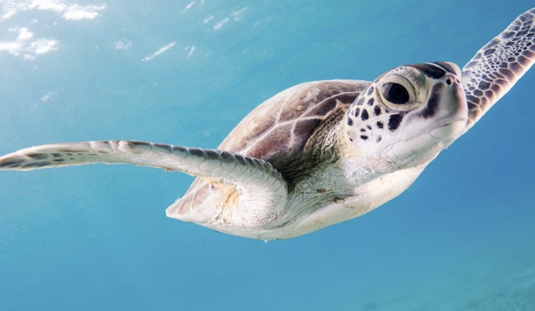 Plastic Peril In Paradise as Tampa Bay Advocates Sound Alarm for Florida Sea Life