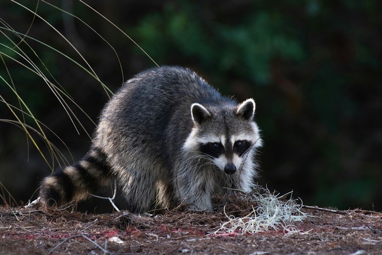 Rabid Raccoon Puts Lincolnton On Edge In County’s First 2026 Case