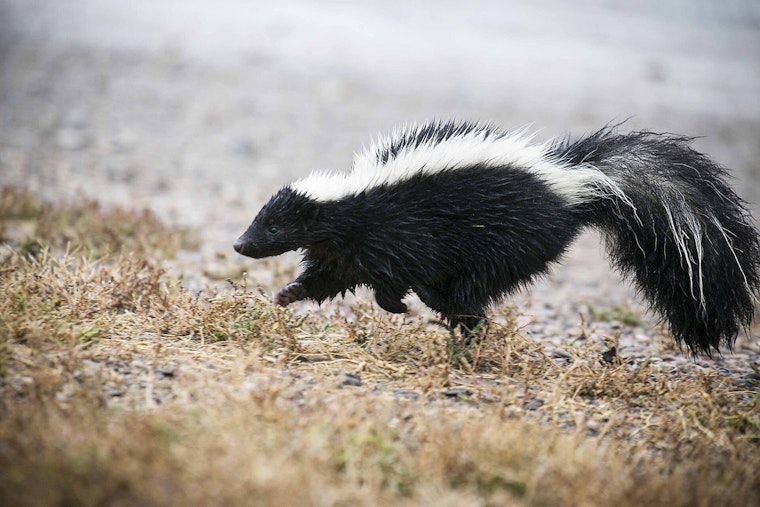 Rabid Skunk Crashes Cherry Hill Yard, Attacks Dogs and Triggers Health Scare