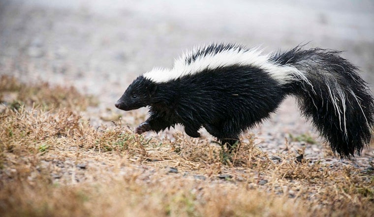 Rabid Skunk Crashes Cherry Hill Yard, Attacks Dogs and Triggers Health Scare