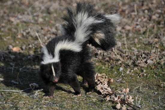 Rabid Skunk Shakes Up Fletcher Road as Shelby Logs Third Case This Year