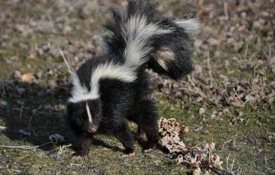 Rabid Skunk Shakes Up Fletcher Road as Shelby Logs Third Case This Year