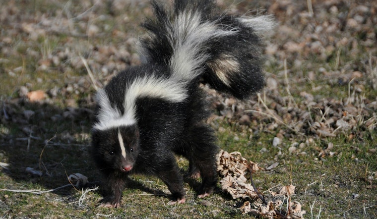 Rabid Skunk Shakes Up Fletcher Road as Shelby Logs Third Case This Year