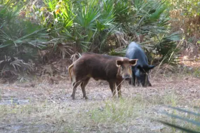 Rampaging Hogs Turn Sanford Senior's Yard Into Crater Country