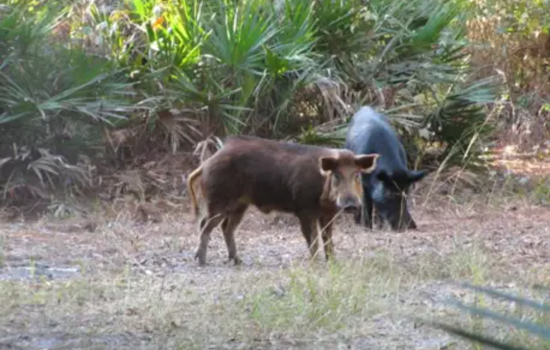 Rampaging Hogs Turn Sanford Senior's Yard Into Crater Country