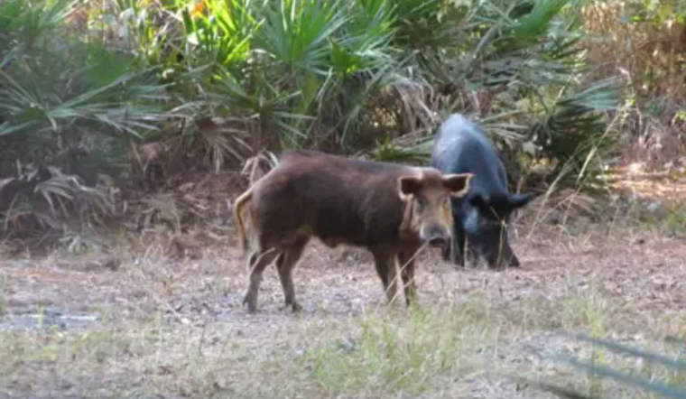 Rampaging Hogs Turn Sanford Senior's Yard Into Crater Country
