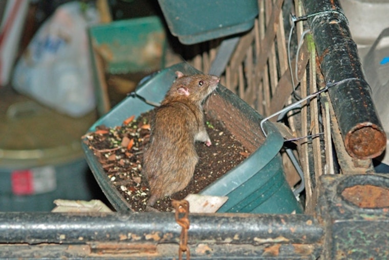 Rat Siege on 12th and Morgan Has Longtime Neighbor Ready to Flee