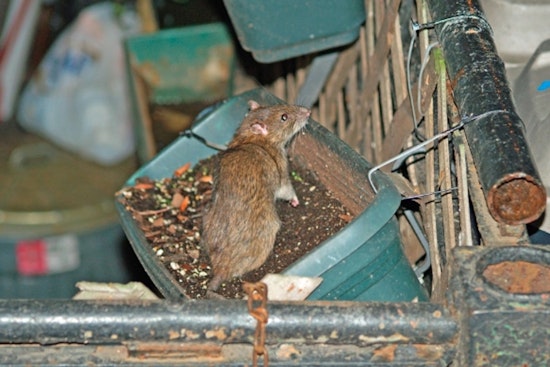 Rat Siege on 12th and Morgan Has Longtime Neighbor Ready to Flee