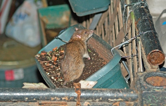 Rat Siege on 12th and Morgan Has Longtime Neighbor Ready to Flee