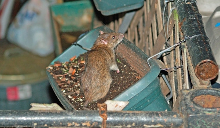 Rat Siege on 12th and Morgan Has Longtime Neighbor Ready to Flee