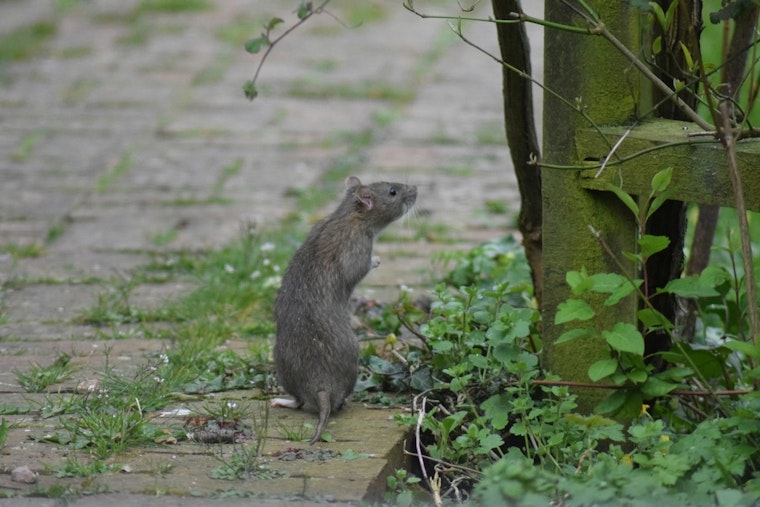 Rats On The Pill As City Hall Panel Pushes North Side Pilot And River Rescue Study