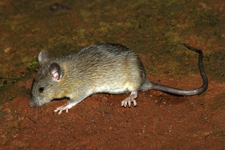 Rats, Sewage and Ice-Cold Nights: Inside One Decatur Mom's Apartment From Hell