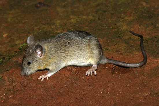Rats, Sewage and Ice-Cold Nights: Inside One Decatur Mom's Apartment From Hell
