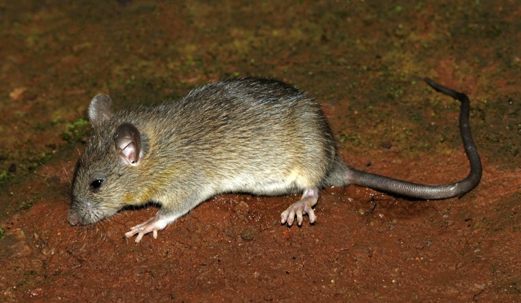 Rats, Sewage and Ice-Cold Nights: Inside One Decatur Mom's Apartment From Hell