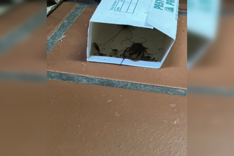 Roaches Found At Wicked Hop, Third Ward Bar Ordered To Halt Food Service