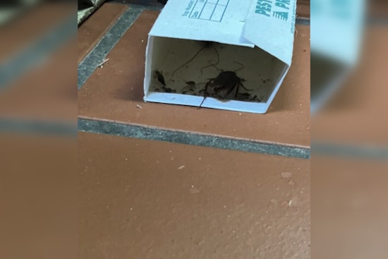 Roaches Found At Wicked Hop, Third Ward Bar Ordered To Halt Food Service