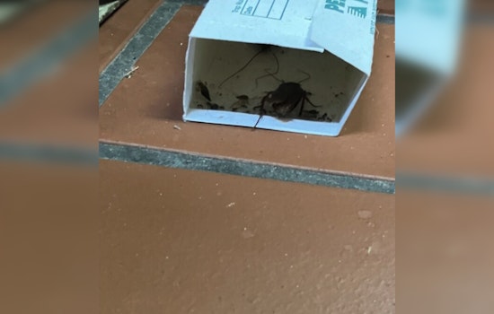 Roaches Found At Wicked Hop, Third Ward Bar Ordered To Halt Food Service