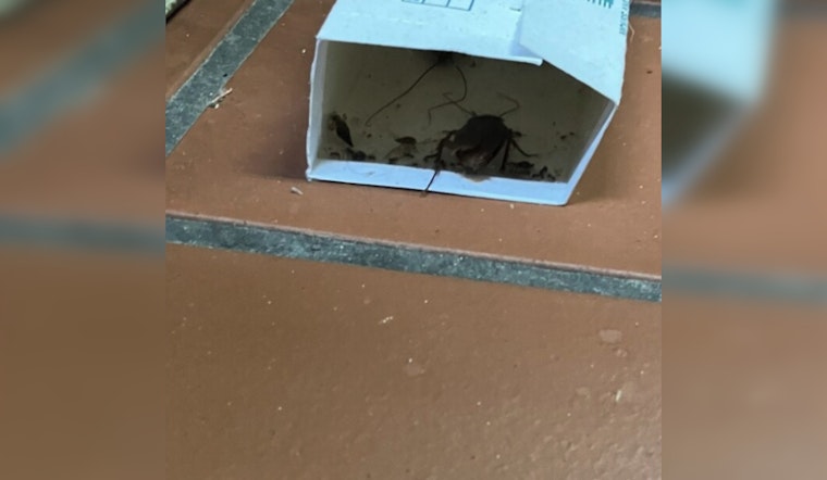 Roaches Found At Wicked Hop, Third Ward Bar Ordered To Halt Food Service