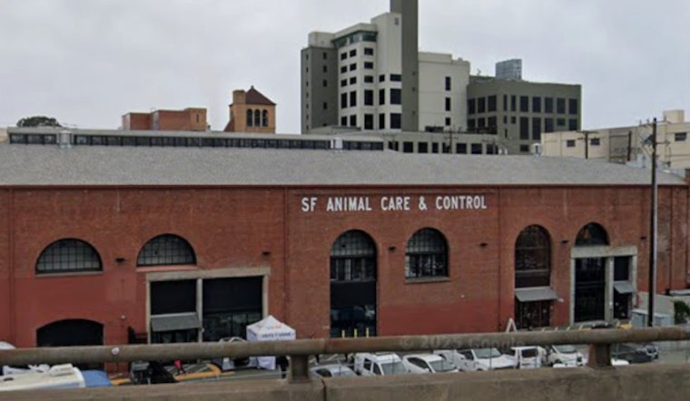 Rogue Mountain Lion Trapped After All-Night Chase in Pac Heights