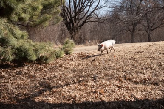 Runaway Hog Sends OKC Cops Racing Before Animal Crew Nabs The Escapee