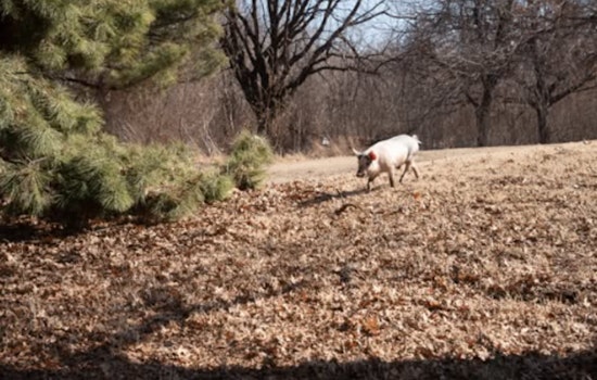 Runaway Hog Sends OKC Cops Racing Before Animal Crew Nabs The Escapee