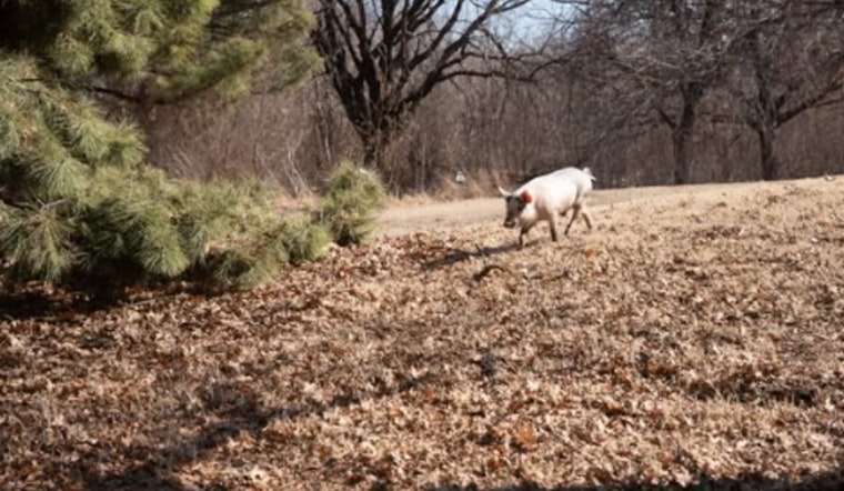 Runaway Hog Sends OKC Cops Racing Before Animal Crew Nabs The Escapee