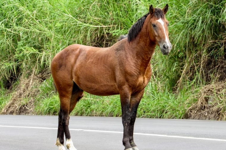 Runaway Horse Brings FrontRunner To A Standstill Between Farmington And Woods Cross