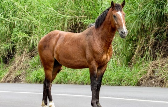 Runaway Horse Brings FrontRunner To A Standstill Between Farmington And Woods Cross