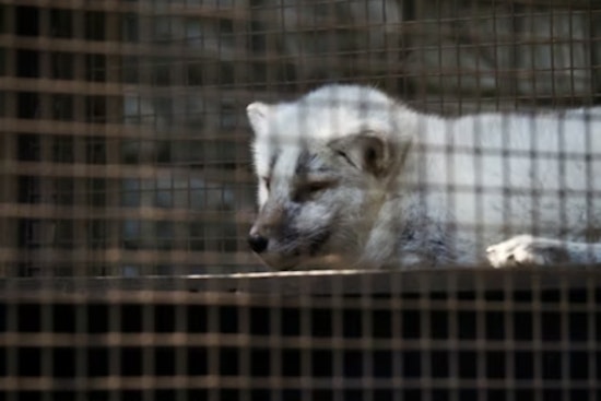 Runaway Pet Fox 'Princess of Chaos' Nabbed After Wild Two-Week Columbus Hunt